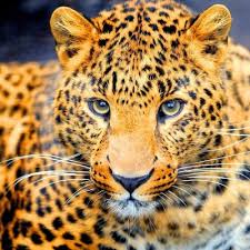 images 6 1