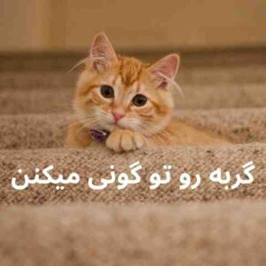 دانلود آهنگ گربه رو تو گونی میکنن ریمیکس 2 gorbeh